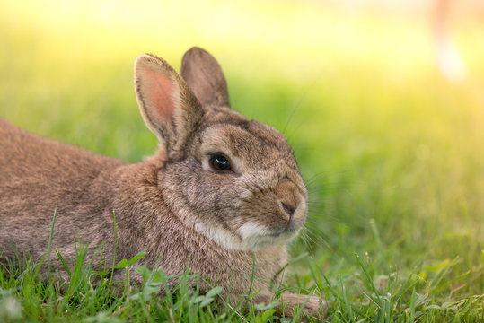 Brown bunny eating grass in the middle of meadow in the countryside on sunny spring day on a light background. Easter is coming, cute rabbit. long ears. Looking for Easter eggs
