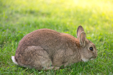 Brown bunny eating grass in the middle of meadow in the countryside on sunny spring day on a light background. Easter is coming, cute rabbit. long ears. Looking for Easter eggs
