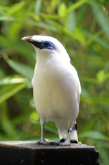 bird mynah from bali