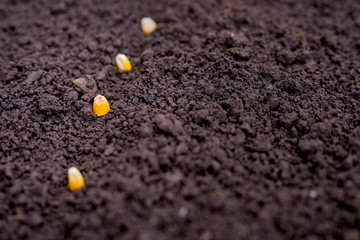 indian farmer sowing corn seeds