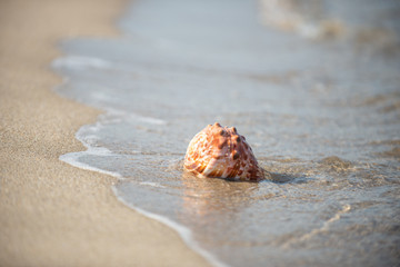 砂浜と貝殻
