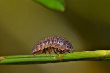Sow bug pillbug isopod roly poly arthropod on leaf nature Springtime pest control.	