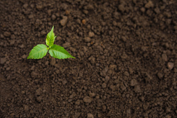growing plant on earth