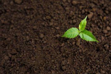 growing plant on earth