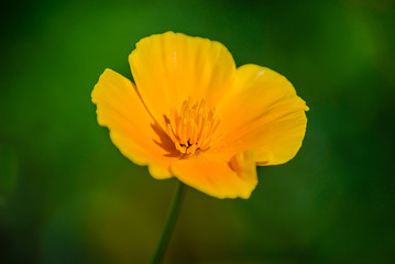 Yellow orange flower eshsholtsiya closeup