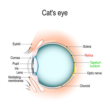 Anatomy of the cat's or dog's eye.