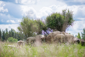 Obraz premium The herd of sheep standing on small hill of rocks under trees, hiding from sun rays and eating grass 
