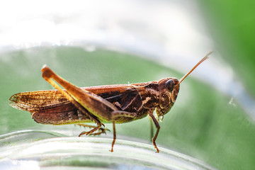 a grasshopper on a green grass background close. a grasshopper sits on a glass jar .