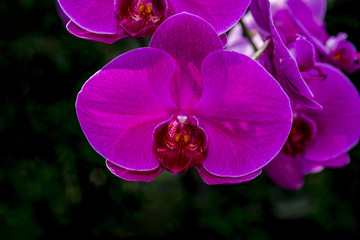 Bright orchid for background