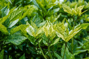 fresh green garden leaves front view