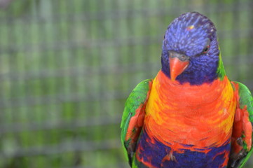 Tanganyika 0108