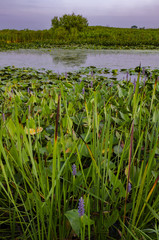 Obraz premium 636-94 Pickerelweed at Crooked Slough