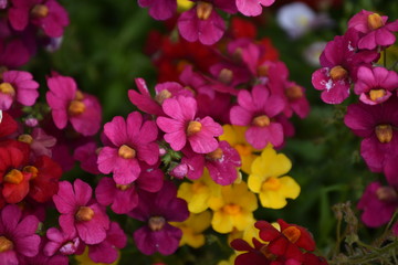 Pink and Yellow Flowers