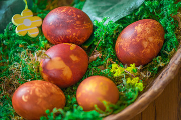 Easter eggs decorated with natural fresh leaves and boiled in onions peels, laying in wicker basket full of grass and thuja branches. dyeing eggs in the morning and celebrating Easter with family
