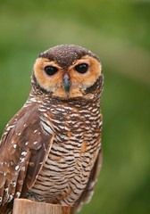 owl front view