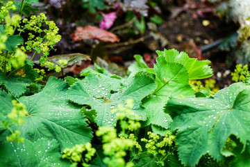 Water drops on leaves on the ground