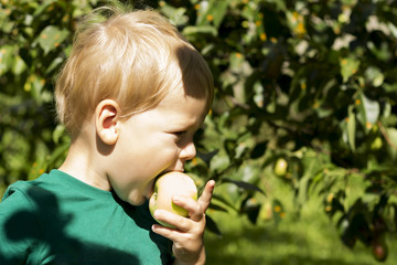 Adorable little preschool kid boy eating green apple on organic farm. Healthy food. Harvest.