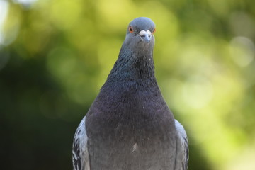 pigeon