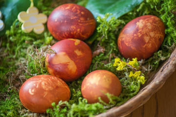 Easter eggs decorated with natural fresh leaves and boiled in onions peels, laying in wicker basket full of grass and thuja branches. dyeing eggs in the morning and celebrating Easter with family
