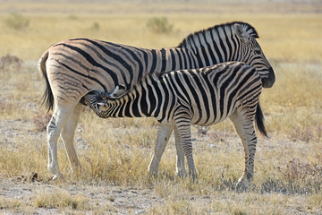 Obraz na płótnie Canvas Steppenzebra (Equus quagga) im Etosha Nationalpark (Namibia)