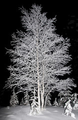 Snow Covered Tree at Night