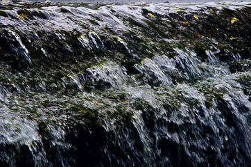 beautiful water in the pond