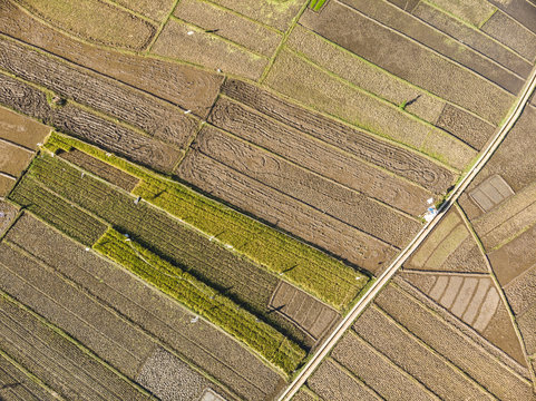 Beautiful rice field harvest season aerial view with line pattern in Yogyakarta, Java Island, Indonesia