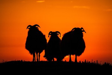 Fototapeta premium Three sheep in meadow during sunset, Helgoland, Germany, animal silhouette, beautiful scene from nature