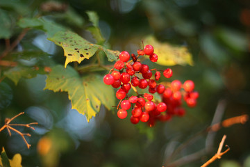 Branch with berries of the viburnum. - 218060826