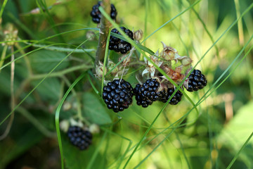 Blackberries in the forest grass. - 218060878