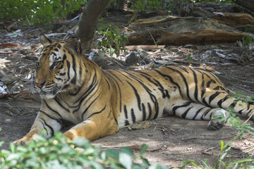 tiger lazy