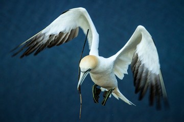 Northern Gannet (Morus bassanus), northern gannet in flight, Helgoland, bird colony, beautiful birds, nesting birds on cliffs, birds in flight with sea as a background, bird brings nesting material