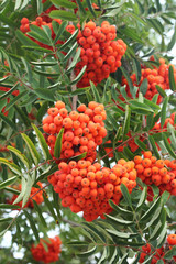 Branches with rowan berries. - 218061005