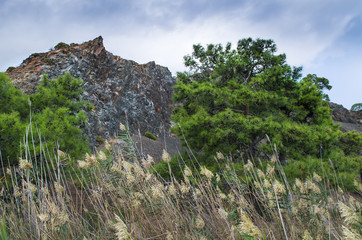 Mountain vegetation on the Mediterranean coast