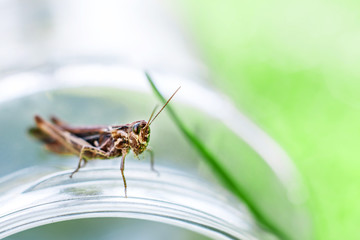 a grasshopper on a green grass background close. a grasshopper sits on a glass jar .