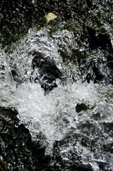 beautiful water in the pond