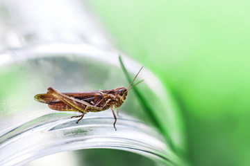 a grasshopper on a green grass background close. a grasshopper sits on a glass jar .