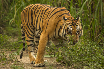 Fototapeta na wymiar tiger walking away