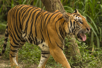 Fototapeta na wymiar tiger walk