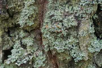 lichen on tree macro
