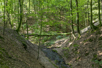 scenic Tiefenbach path in the forest of Sankt wendel