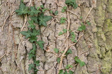 Ivy climbing on oak tree bark