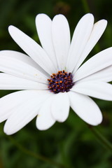 Fototapeta premium flower with white petals