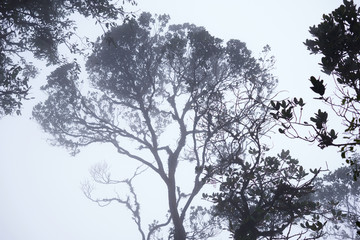 Foggy treetops in deep forest. Magnificent heavy mist in landscape. Tree, branch, leaf, foggy and misty view with blur background. Bottom view of tall old trees. Mysterious silhouette branch trees.