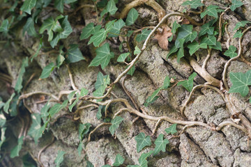 Ivy climbing on oak tree bark