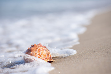 Seashells photos, royalty-free images, graphics, vectors & videos ...