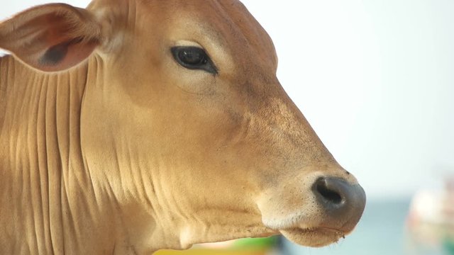 muzzle cow, close-up