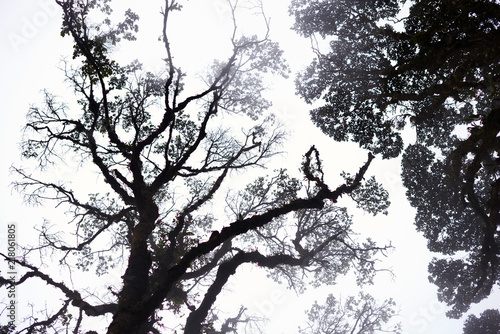 Foggy Treetops In Deep Forest Magnificent Heavy Mist In