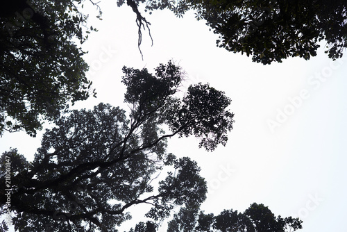 Foggy Treetops In Deep Forest Magnificent Heavy Mist In