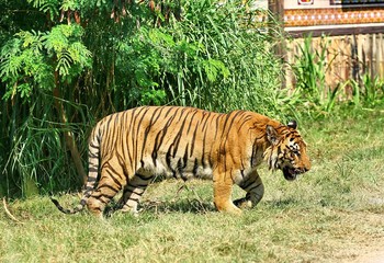 tiger side view
